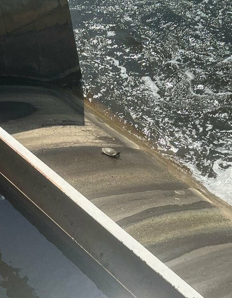 akiraalita pornographic model picture