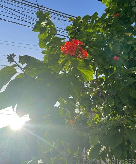 neonalice333 beste pornografische bild