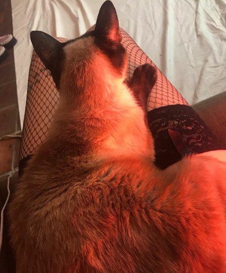 blowjob schlucken onlyfans hd heiße bild