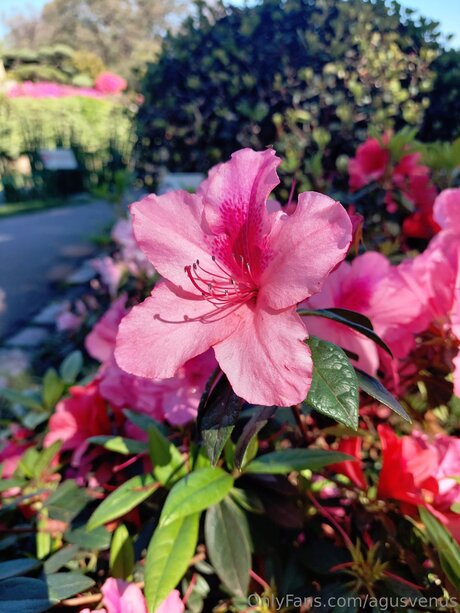 Agusvenus hd schöne bilder