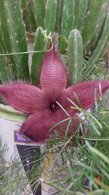 Marar97 kostenlose heiße bild