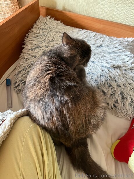 Catinhat7 porno erwachsene archiv