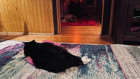 Miarosexxx kunst nackte galerien