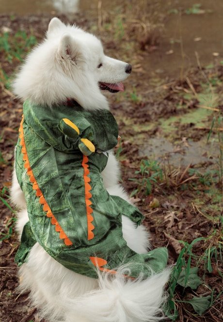 asmr bunny onlyfans exklusive top archiv