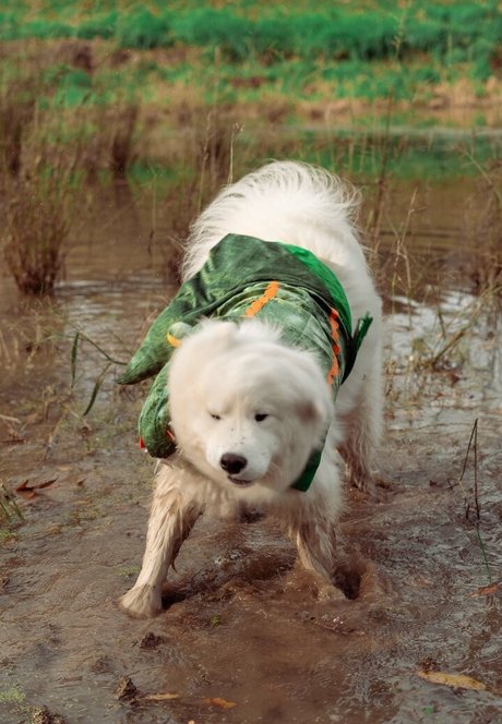 asiatische strumpfhosen onlyfans kunst heiße archiv