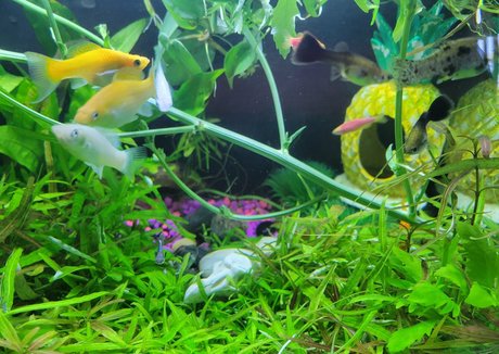 sonjahaze freie perfekte galerie