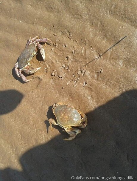 Cadillac exklusive sexy galerie