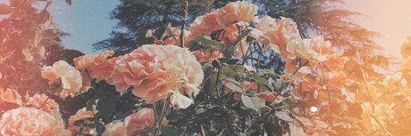 Nicole Fox pornostar kunst galerie