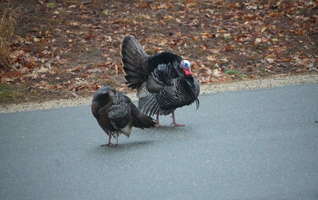 gutfuzz pornostar xxx galerie