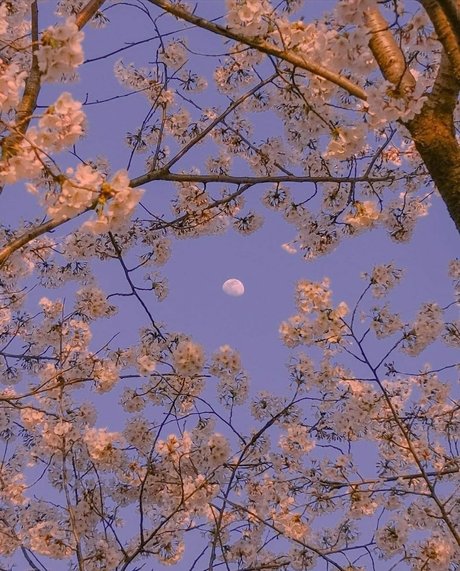 bambi pornostar xxx foto