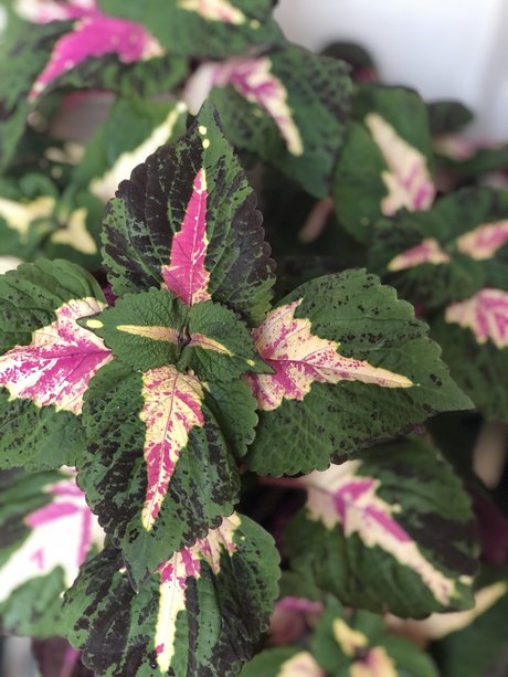 tanga arsch onlyfans freie nette fotos