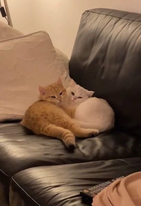 Creme erotische hd foto