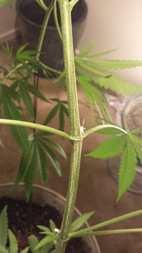 Yesplease kunst erwachsene galerie