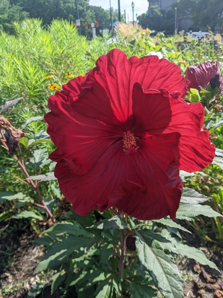 Mxs hübsche kostenlose galerien