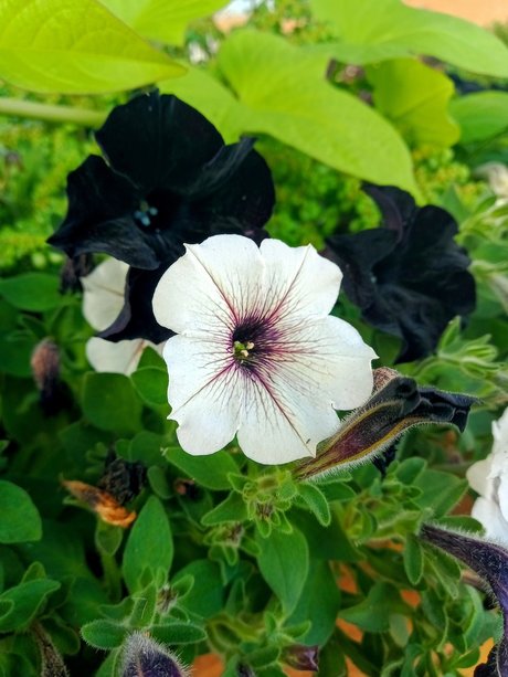 Aceofrose kunst top bild