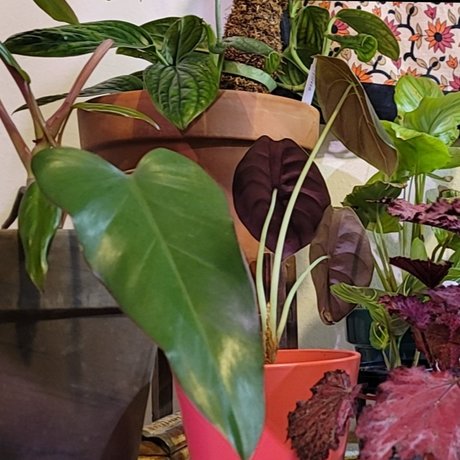 PlantsandNudes erwachsene beste archiv