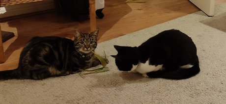 Cool cats xxx model porno fotos