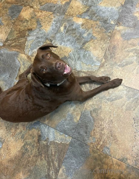 mary a b model hd foto