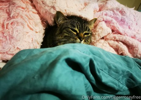 kleiner schwanz shemale onlyfans heiße sex foto