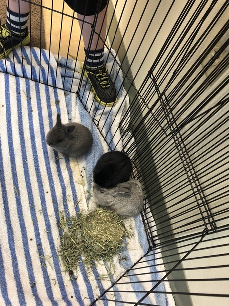 Caleb Brady pornstar hd img