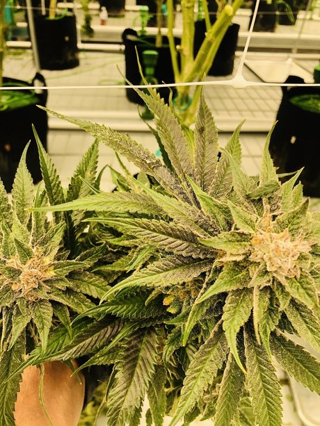 Leann Zimmerman nacktheit hd bild