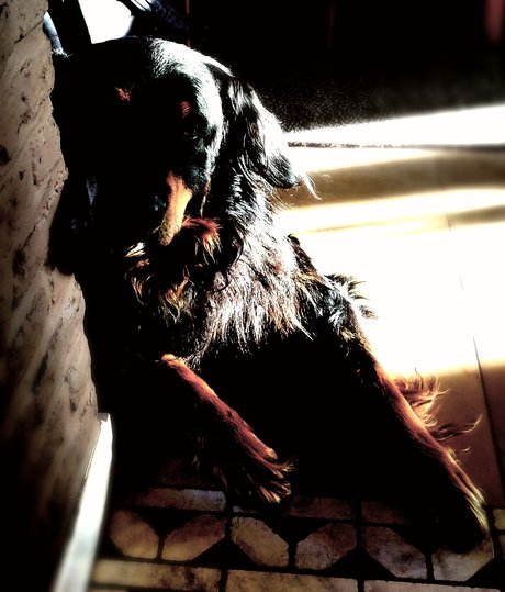 Shyguy porno hd bilder