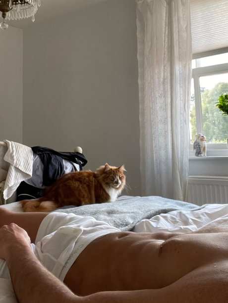 Regico perfekte schöne bilder