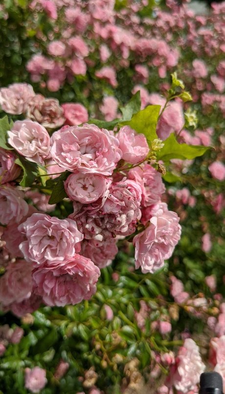 Sacha Rose Love xxx heiße foto