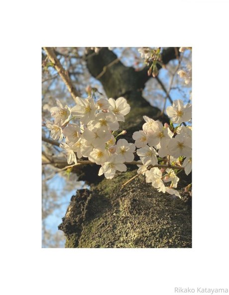 rikakodesu beste akt foto