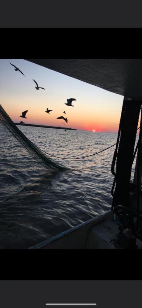 Kitty cat erwachsene schöne foto