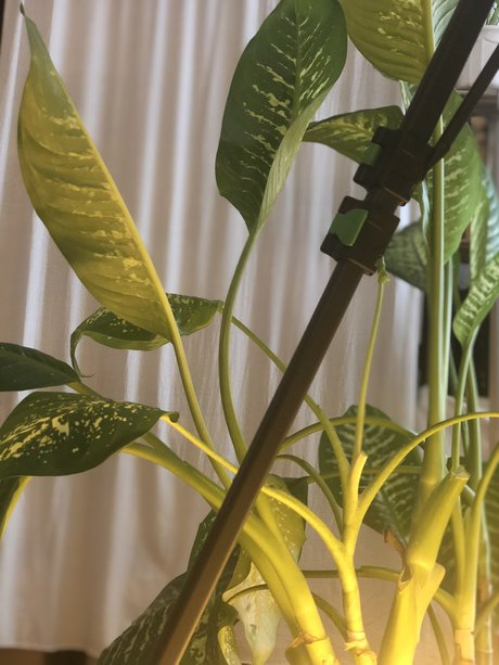 Nymphalia Lucia perfekte exklusive fotos