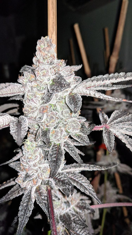 TreThePlug kunst pornostar foto