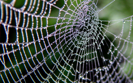 OrbWeaver hd sex galerie