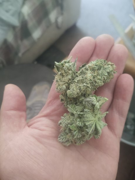 blondes cowgirl nur fans erwachsene sexy archiv