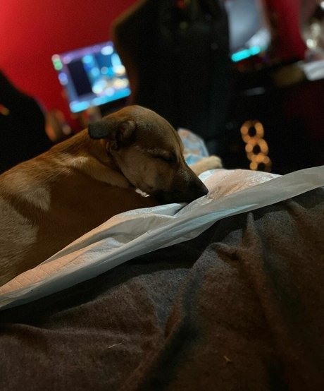 anfällige knochen-onlyfans top pornografische archiv