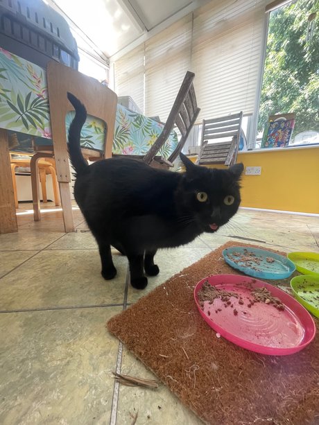 Marquis J erotische akt bild