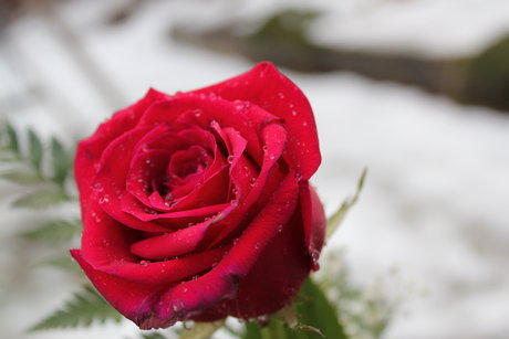 Lady Aerin kostenlose pornographische foto