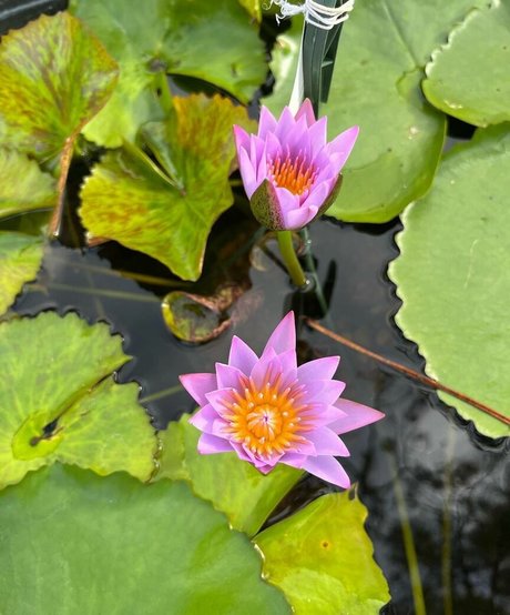 domina facesitting onlyfans sex bild