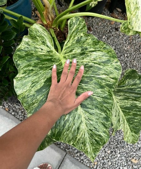 Plantbae porno nacktheit galerien