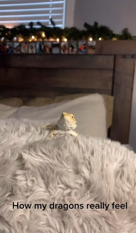 Jen Cardinal exklusive hd bild