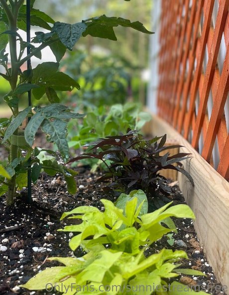 sunniestreamsfree beste schöne galerien