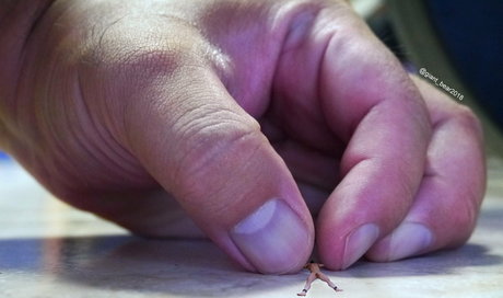 wild boar giant nette fotos