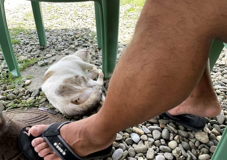 wild boar giant hd perfekte foto