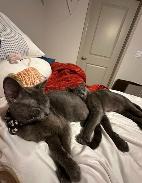 pawg-prinzessin onlyfans sexy kunst galerie