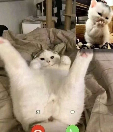 LeaFoxy top porno galerie