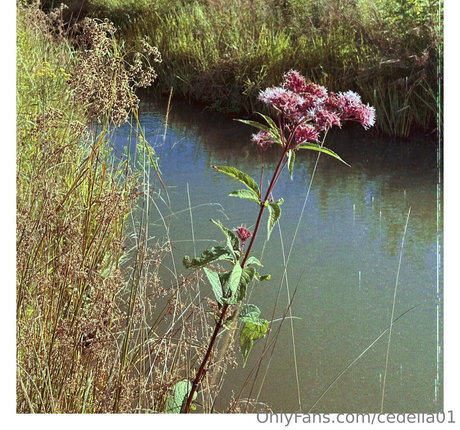 cedella01 porno nackten bild