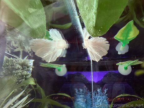 heißeste zwerg-onlyfans exklusive porno galerie