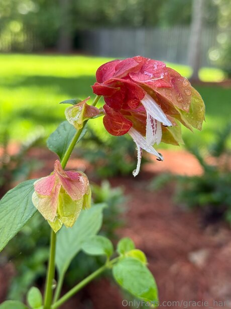 Gracie Hart heiße perfekte bild