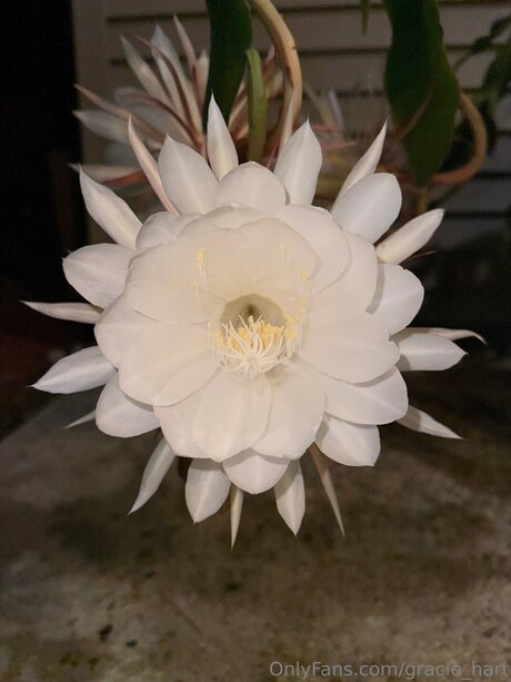 Gracie Hart nacktheit beste bilder