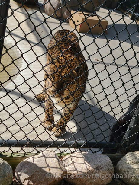 Tallgothbabe14 hd hübsche bild